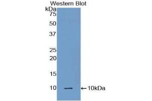 Detection of Recombinant C5a, Mouse using Polyclonal Antibody to Complement Component 5a (C5a) (C5A anticorps  (AA 679-755))