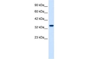 Western Blotting (WB) image for anti-Zinc Finger Protein 2 (ZNF2) antibody (ABIN2461260) (ZNF2 anticorps)