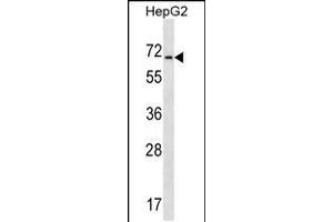 Western blot analysis in HepG2 cell line lysates (35ug/lane). (ACCN4 anticorps  (N-Term))