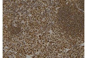 ABIN6274017 at 1/100 staining Mouse spleen tissue by IHC-P.