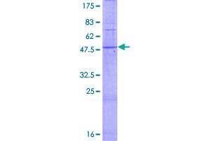 Image no. 1 for Taste Receptor, Type 2, Member 5 (TAS2R5) (AA 1-299) protein (GST tag) (ABIN1322181)