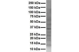 WB Suggested Anti-SOX2 antibody Titration: 1 ug/mL Sample Type: Human Hela (SOX2 anticorps  (Middle Region))