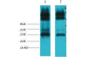 Western Blotting (WB) image for anti-EF-Hand Domain Family, Member D1 (EFHD1) antibody (ABIN3178638) (EFHD1 anticorps)