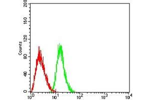Flow cytometric analysis of HL-60 cells using CD301 mouse mAb (green) and negative control (red). (CLEC10A anticorps  (AA 158-316))