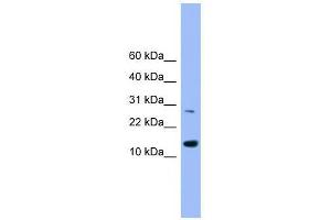 Western Blot showing GLRX2 antibody used at a concentration of 1-2 ug/ml to detect its target protein. (Glutaredoxin 2 anticorps  (Middle Region))
