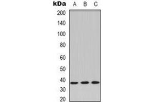 Western blot analysis of PPP2CA expression in Jurkat (A), L929 (B), A549 (C) whole cell lysates. (PPP2CA anticorps  (C-Term))