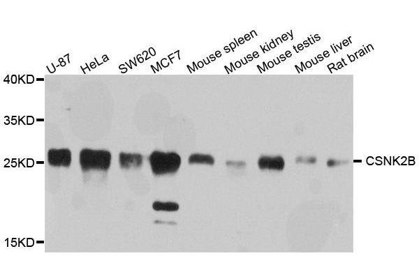 CSNK2B 抗体  (AA 1-215)