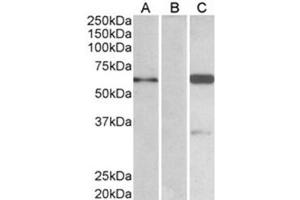 Image no. 1 for anti-BAI1-Associated Protein 2 (BAIAP2) (C-Term), (Isoform 3) antibody (ABIN374111) (BAIAP2 anticorps  (C-Term, Isoform 3))