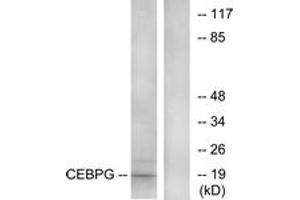 Western Blotting (WB) image for anti-CCAAT/enhancer Binding Protein (C/EBP), gamma (CEBPG) (AA 31-80) antibody (ABIN2889515) (CEBPG anticorps  (AA 31-80))