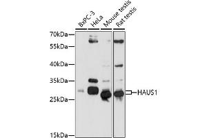 Western blot analysis of extracts of various cell lines, using H antibody (ABIN7267564) at 1:1000 dilution. (HAUS1 anticorps  (AA 120-250))