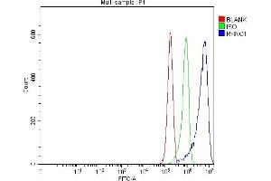 Flow Cytometry analysis of RT4 cells using anti-RHNO1 antibody (ABIN7603234). (RHNO1 anticorps  (N-Term))