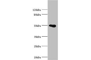 Western blot All lanes: PRMT2 antibody at 4 μg/mL + HL60 whole cell lysate Secondary Goat polyclonal to rabbit IgG at 1/10000 dilution Predicted band size: 50, 32, 38, 33, 34, 26, 32 kDa Observed band size: 50 kDa (PRMT2 anticorps  (AA 1-300))