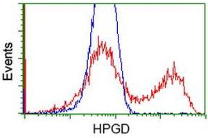 Image no. 1 for anti-Hydroxyprostaglandin Dehydrogenase 15-(NAD) (HPGD) antibody (ABIN1496361) (HPGD anticorps)