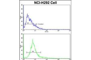 Flow cytometric analysis of NCI-H292 cells using ALKBH8 Antibody (bottom histogram) compared to a negative control cell (top histogram).