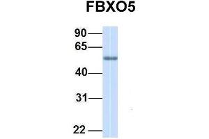 Host:  Rabbit  Target Name:  FBXO5  Sample Type:  Human Adult Placenta  Antibody Dilution:  1. (FBXO5 anticorps  (C-Term))