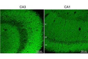 Indirect immunostaining of PFA fixed mouse brain sections (dilution 1 : 500). (GABRA5 anticorps  (AA 26-43))