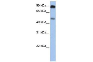 SLC45A2 antibody used at 1 ug/ml to detect target protein. (SLC45A2 anticorps  (C-Term))
