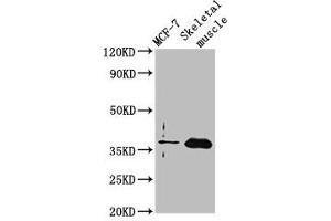 Western Blot Positive WB detected in: MCF-7 whole cell lysate, Rat skeletal muscle tissue All lanes: FBP2 antibody at 3. (FBP2 anticorps  (AA 283-339))