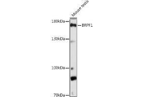 Western blot analysis of extracts of Mouse testis, using BRPF1 Rabbit pAb (ABIN7265938) at 1:1000 dilution. (BRPF1 anticorps  (AA 1-200))