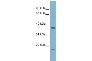 WB Suggested Anti-FNTA Antibody Titration:  0. (FNTA anticorps  (N-Term))