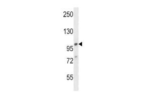 A1 Antibody (C-term) (ABIN657826 and ABIN2846793) western blot analysis in 293 cell line lysates (35 μg/lane).