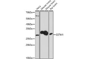 Western blot analysis of extracts of various cell lines, using (ABIN7267443) at 1:1000 dilution. (GSTM1 anticorps  (AA 1-181))