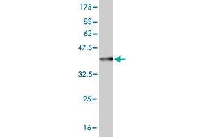 Western Blot detection against Immunogen (36. (HOXA5 anticorps  (AA 171-270))