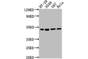 Western Blot Positive WB detected in: HT-29 whole cell lysate, A549 whole cell lysate, U87 whole cell lysate, Hela whole cell lysate All lanes: DPEP1 antibody at 1:2000 Secondary Goat polyclonal to rabbit IgG at 1/50000 dilution Predicted band size: 46 kDa Observed band size: 46 kDa