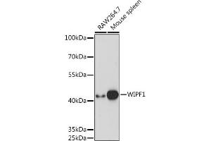 Western blot analysis of extracts of various cell lines, using WIPF1 Rabbit pAb (ABIN7271348) at 1:1000 dilution. (WIPF1 anticorps  (AA 400-500))
