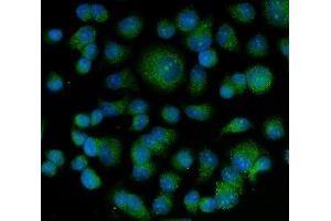 IF analysis of Bag5 using anti-Bag5 antibody (ABIN5518812). (BAG5 anticorps  (AA 389-447))