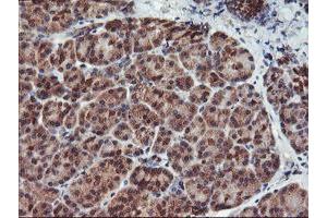 Image no. 3 for anti-Haloacid Dehalogenase-Like Hydrolase Domain Containing 1 (HDHD1) antibody (ABIN1498625) (HDHD1 anticorps)