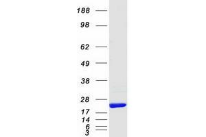 Validation with Western Blot