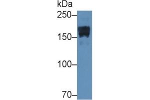 Rabbit Capture antibody from the kit in WB with Positive Control: Sample Rat Serum. (alpha 2 Macroglobulin Kit ELISA)