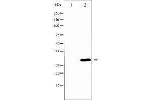 Western blot analysis of BCL-XL phosphorylation expression in UV treated 293 whole cell lysates,The lane on the left is treated with the antigen-specific peptide. (BCL2L1 anticorps  (pThr47))