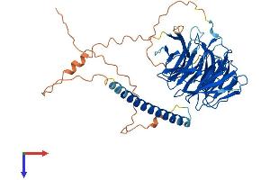 AlphaFold protein structure predicition of Human Recombinant WDR37 Protein, UniprotID Q9Y2I8