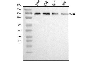 Western blot analysis of UBAP2L using anti-UBAP2L antibody (ABIN7601038).