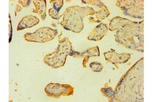 Immunohistochemistry of paraffin-embedded human placenta tissue using ABIN7150189 at dilution of 1:100 (LIG1 anticorps  (AA 1-919))
