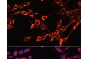 Immunofluorescence analysis of NIH/3T3 cells using SLC25A24 Polyclonal Antibody at dilution of 1:100.