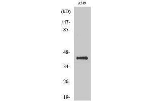 Western Blotting (WB) image for anti-Flotillin 2 (FLOT2) (Internal Region) antibody (ABIN3175104) (Flotillin 2 anticorps  (Internal Region))