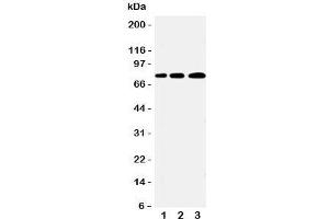 PLK2 anticorps  (C-Term)