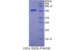 SDS-PAGE analysis of Mouse Lipocalin 4 Protein. (Lipocalin 4 (LCN4) Protéine)