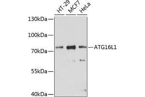Western blot analysis of extracts of various cell lines, using L1 antibody (ABIN6134555, ABIN6137248, ABIN6137250 and ABIN6215529) at 1:1000 dilution. (ATG16L1 anticorps  (AA 200-300))