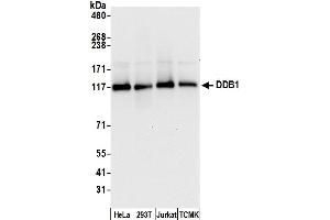 Western Blotting (WB) image for anti-Damage Specific DNA Binding Protein 1 (DDB1) (C-Term) antibody (ABIN7454634)