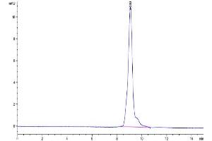 The purity of Human IL-10 is greater than 95 % as determined by SEC-HPLC. (IL-10 Protein (AA 19-178))
