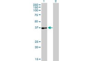 Western Blot analysis of PHYH expression in transfected 293T cell line by PHYH monoclonal antibody (M01), clone 1F2-5B9. (PHYH anticorps  (AA 1-338))