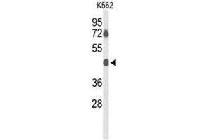 Western blot analysis of BTBD10 Antibody (Center) in K562 cell line lysates (35µg/lane). (BTBD10 anticorps  (Middle Region))