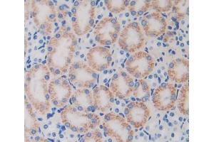 IHC-P analysis of kidney tissue, with DAB staining. (TUFT1 anticorps  (AA 1-390))