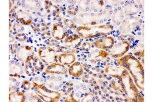 IHC testing of FFPE mouse kidney with SLC22A2 antibody. (WNT7A anticorps)