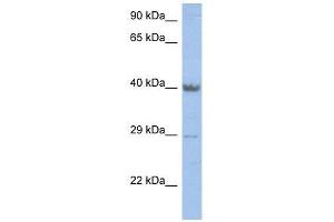 ZNF474 antibody used at 2. (ZNF474 anticorps  (Middle Region))