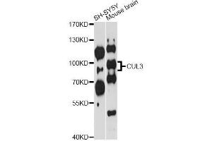 Western blot analysis of extracts of various cell lines, using CUL3 antibody (ABIN5970436) at 1/1000 dilution. (Cullin 3 anticorps)